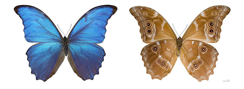 Macho y hembra de la mariposa Morpho didius. Foto: Wikipedia